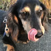 by<br><span class="bold-blue">コロちゃん</span>